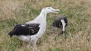 Antipodean Albatross pair  Pitt Island [upl. by Chrisy874]