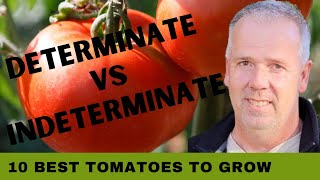 10 Best Tomatoes to Grow Determinate vs Indeterminate Tomatoes [upl. by Otilopih]