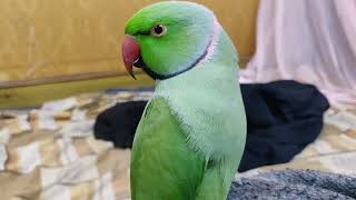 mai bol raha hu 🐥 My Parrot Start Talking 🦜 [upl. by Adnohsad]