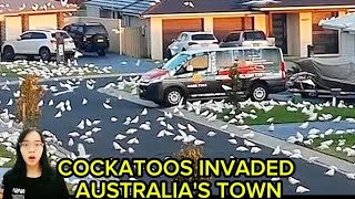 Cockatoos invaded Australias city [upl. by Selway]