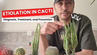 Unveiling the Secrets of Cactus Etiolation Causes and Solutions [upl. by Dodie]