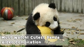 Must Watch 1  Cutest Panda Video Compilation  iPanda [upl. by Elias273]