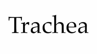 How to Pronounce Trachea [upl. by Lorolla]