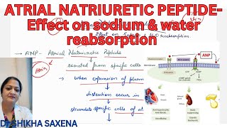 Atrial Natriuretic Peptide effect on sodium amp water reabsorption [upl. by Schwitzer]