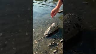 Collecting Mussels mussels seafood saltwater nature park viralvideo [upl. by Kuth]