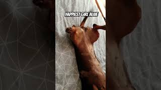 wagggs waggingtails sausagedog happiness cute happilyeverafter beautiful doglover [upl. by Boyse]