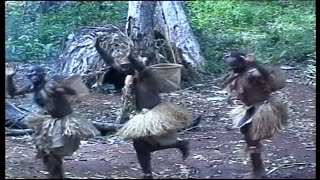 Orchestre Patengué  Djooko Clip video Musique pygmées [upl. by Adla]