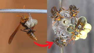 Survival of the Three Queen Wasps [upl. by Anatollo]