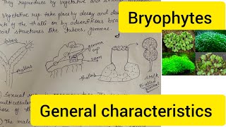 Bryophytes ll General Characteristic of Bryophyta ll new bryophytes bryophyta important neet [upl. by Walt240]