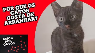 Por que os GATOS gosta de arranhar [upl. by Aicnatsnoc]