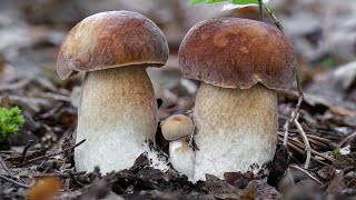 Spettacolare crescita di 3 porcini  Timelapse [upl. by Irak891]