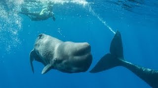 Remarkable Footage Of Sperm Whale Giving Birth [upl. by Russel]