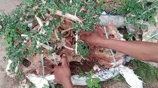 cek harga bonsai ori batu tuban special terowongan [upl. by Etiam]