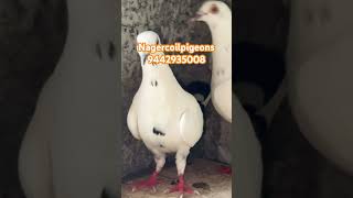 நாகர்கோவில்புறாக்கள் பறவைபுறாக்கள் NagercoilPigeons bestlineagebirds ComputerRajan 9442935008 [upl. by Eniamahs740]