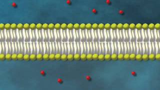 Diffusion simple [upl. by Frolick756]