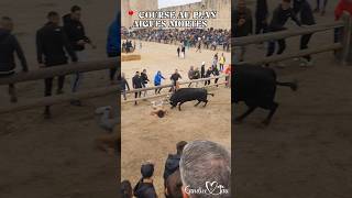 ACTION à AIGUES MORTES  06102024😱💥 tradition toros [upl. by Yngiram695]