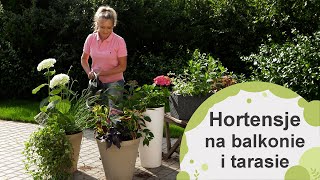 Hortensje na balkonie i tarasie Z jakimi roślinami je sadzić Jak to zrobić i jak pielęgnować [upl. by Esenaj]