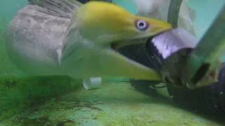 Moray eels second jaw is visible as it swallows mackerel [upl. by Nannarb]