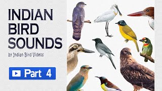 Indian Bird Sounds  Part 4HD sound and video  indianbirds indianbirdsounds birdcalls [upl. by Eiramit720]