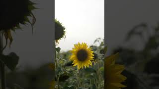 ¿Sabías que los girasoles siguen al sol girasoles naturaleza sol [upl. by Bouldon]