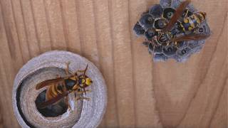 Duel Between Queens Paper Wasp vs Yellow Hornet [upl. by Meggi]