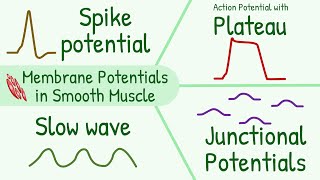 Membrane Potentials in Smooth Muscle  Spike Potential Plateau Slow Wave Junctional Potential [upl. by Etnahsa]