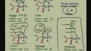 Lecture  1 Amino Acids I [upl. by Lemyt]