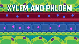 Xylem and Phloem  Transport in Plants  Biology  FreeAnimatedEducation [upl. by Proudfoot]