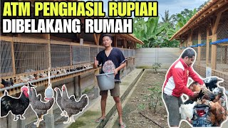 TIPS SUKSES PELIHARA AYAM KAMPUNG💯 [upl. by Eelyme896]