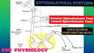 Anterolateral System  Ascending Pathways  3  Spinothalamic Tracts  CNS  Physiology [upl. by Tompkins]