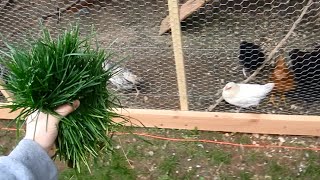 Do Chickens Like to Eat Grass Yes [upl. by Harmonie]