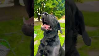 DogOnyx is Always Happy and Playful dog yt foryou shortsfeed fyp doglover [upl. by Nikos]