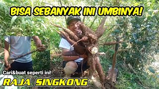 Cara nanam singkong agar umbi banyak [upl. by Auhsohey497]