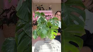 Chopped and propped monstera now what do I do monsteraplant plantcaretips monsteraalbo [upl. by Di]