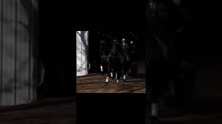 Holland Friesian Horse shortvideo horse animals equestrian pony holland [upl. by Wengert]