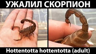 Ужалил взрослый скорпионаллигатор H hottentotta Ощущения и последствия [upl. by Nylyram930]