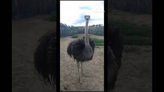 Criação de Avestruz e Emus Australiano Agreste de PEvideoshorts shortsviral shortsfeed [upl. by Merrielle]