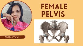 Female pelvis functionsbone description femalepelvis pelvicfloor pelvicmuscles youtubevideo [upl. by Voe830]