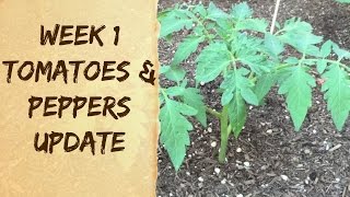 How To Grow Organic Tomatoes amp Peppers in Arizona  Raised Bed Vegetable Garden Update [upl. by Bittner]