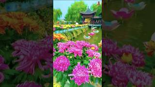 Amazing Chrysanthemum amp grandiflorum💐🥰shorts flowersshortviralvideonaturalbeautifulflowers [upl. by Anema]