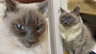 CUTE BALINESE CAT MOMENTS [upl. by Ailido541]