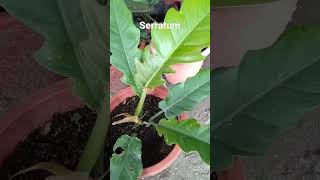 serratum philodendron serratum  ab tv [upl. by Aneloc]