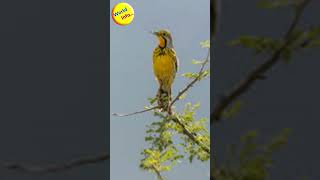 Discover the Abyssinian Longclaw Bird Facts shorts birds facts wildlife gk [upl. by Ecinrahs822]