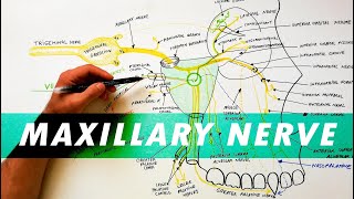 Trigeminal Nerve Anatomy  The Maxillary nerve [upl. by Ruddie]