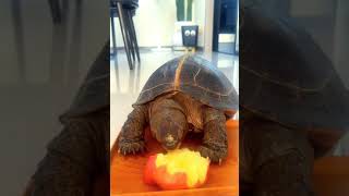 Cute Turtle Eating Apple🐢🍎cute petsfunny animal [upl. by Oisacin]