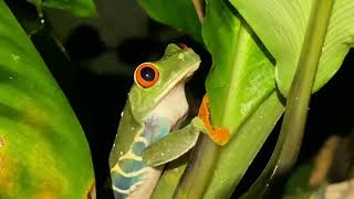 Agalychnis callidryas  Rana de Hoja de ojos rojos  Redeyed leaf frog [upl. by Eelymmij]