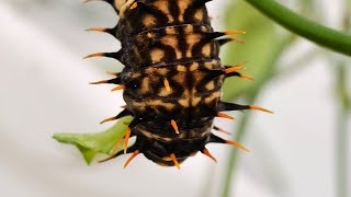 Ornithoptera priamus × Troides aeacus  caterpillar to butterfly  hybrid [upl. by Jerad340]