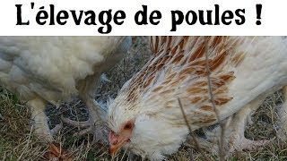 Lœuf ou la poule [upl. by Vernor912]