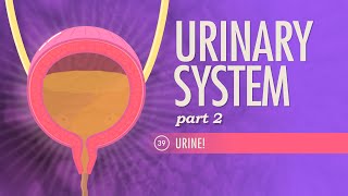 Urinary System Part 2 Crash Course Anatomy amp Physiology 39 [upl. by Gustin]