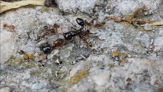 Pheidole pallidula vs Messor barbarus [upl. by Waneta]